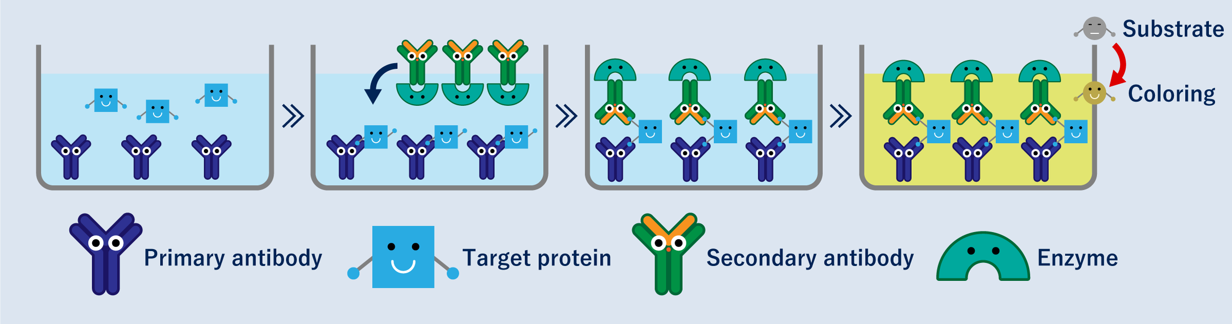 Principle of sandwich ELISA