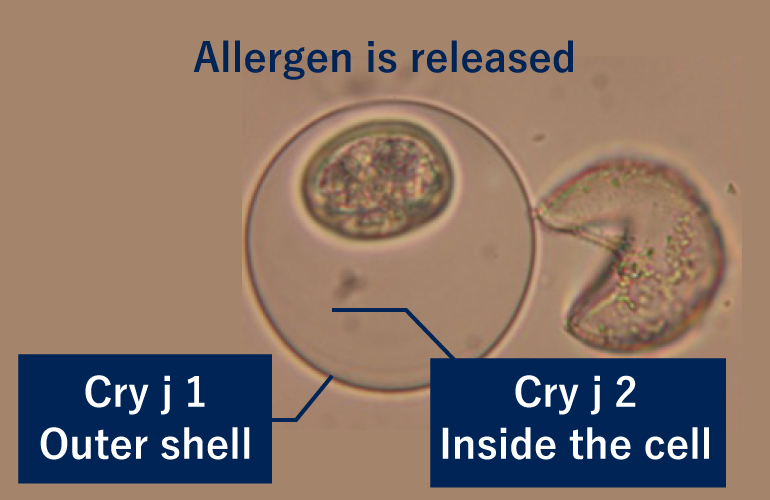 Upon contact with mucous membranes, rain, etc., the outer shell ruptures